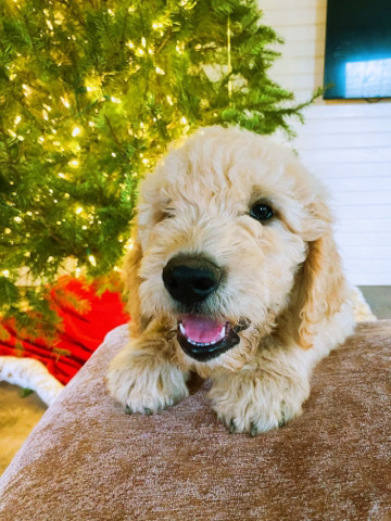 Golden Retriever – F2 Standard Golden Doodles