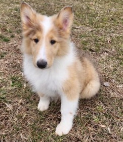 Rough Collie – collie puppy needing new home!