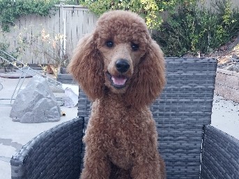Miniature poodle puppies 