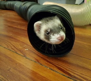 ferret – 4 ferrets for a new home