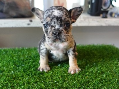 French Bulldog – French Bulldog Female – Monroe Township