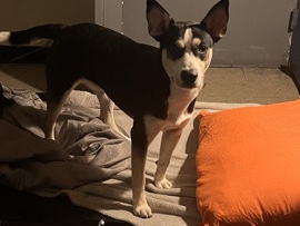 Labrador Husky – Mixed Husky Puppy (Not Sure What Other Breed Is) – New York