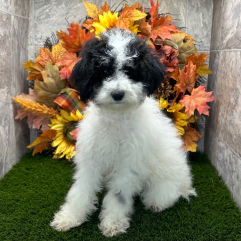 Poodle – Kate