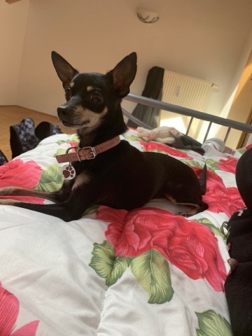 selling a dog