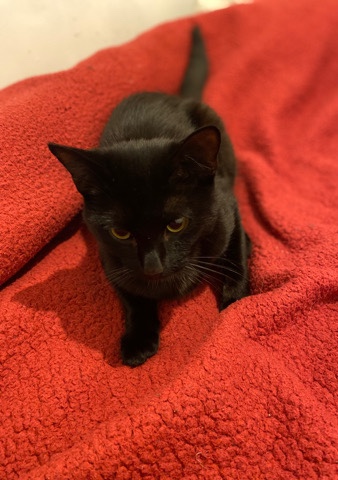 Bombay – Bombay 9 month old kitten looking for a new home