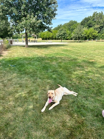 Labrador Retriever – Cute Lucy looking for new home