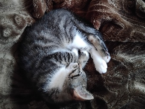 Russian White, Black and Tabby – Kitty for sale!!!! – Edinburgh