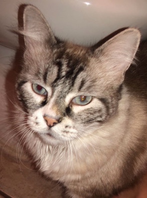 Ragdoll – Very loving cat for sell