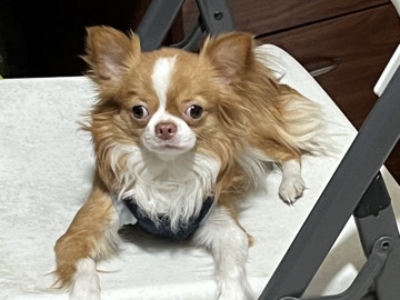 Chihuahua – Chihuahua pelo largo – Monterrey
