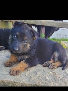German Shepherd – . cute and playful puppies .