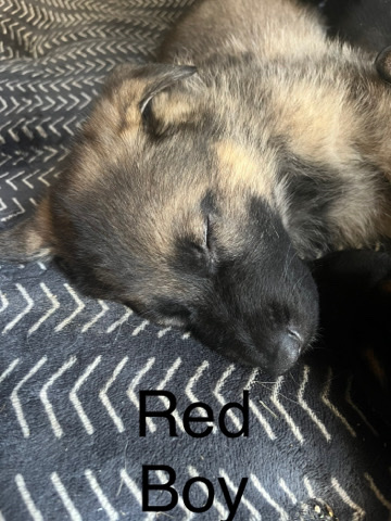 German Shepherd – German Shepherd Puppies