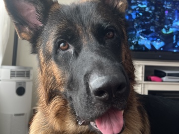 German Shepherd – AKC Registered German Shepherd – 5 Years Old in Lakewood – Bellflower