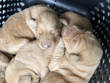 Dogo Cubano – Goldendoodle puppies – Sallisaw