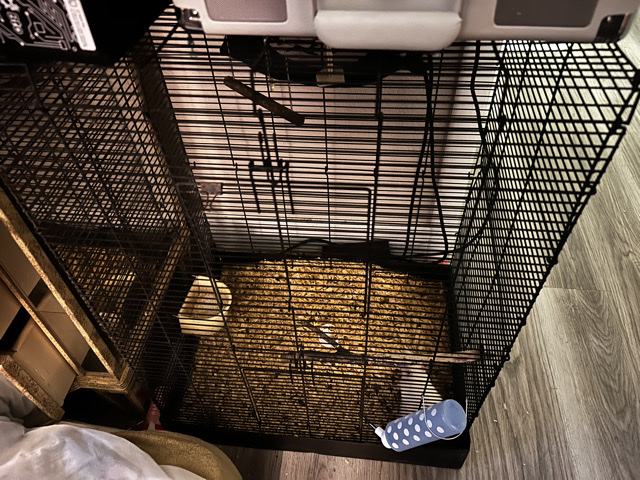 Rat – albino rat – Colorado Springs