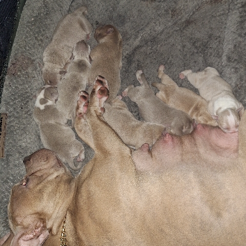 American Lilac Bullys