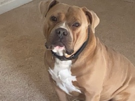 American Pit Bull Terrier – American Bully – Winter Haven