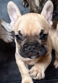 French Bulldog – Y Cleff
