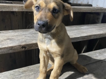 German Shepherd – 2 female half German shepherd puppies for FREE!! – Georgetown