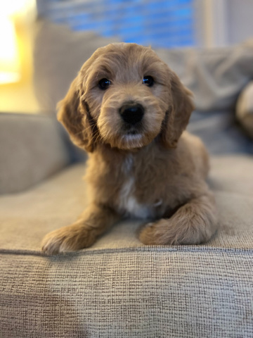 Golden Doodle puppy
