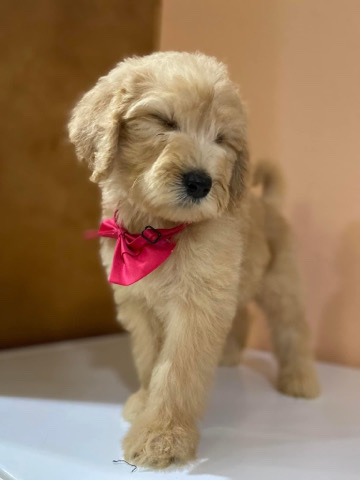 Mini goldendoodle