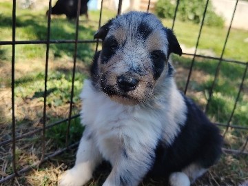 Rough Collie – cachorros rough collie – Casablanca