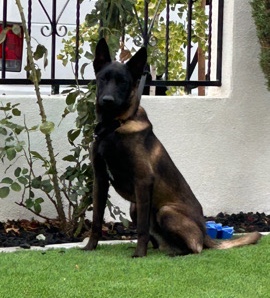 Belgian Shepherd Dog (Malinois) – Belgian Malinois