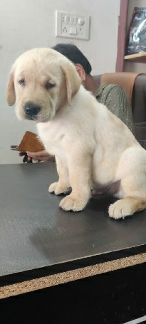 Labrador Retriever – Labrador