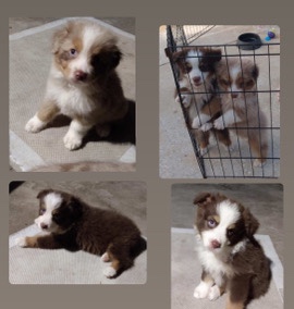 Australian Shepherd – Beautiful Amazing Aussie Pups❤️