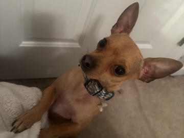Chihuahua – male chihuahua looking for new home – Rocky Mount