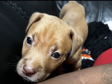 American Bulldog – American bully – River Grove