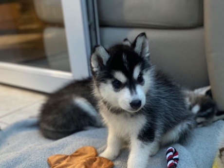 Siberian Husky - Beautiful KC-Registered Siberian Husky/Huskie Puppy available for adoption in Wolverhampton