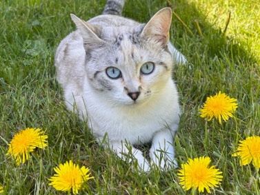 Siamese – Sweet 7-Year-Old Siamese Cat for Rehoming – Bonney Lake