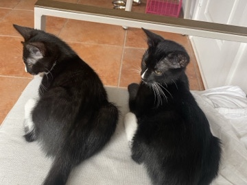 twin tuxedos cats for sale – Port Charlotte