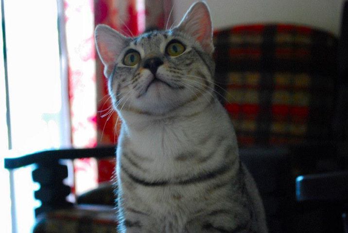 Ashland - Egyptian Mau Mix