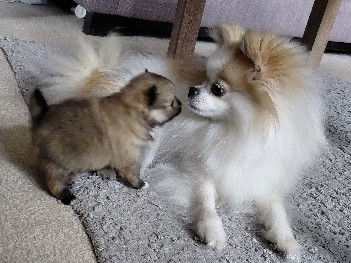 Pomeranian – Pomeranian boy's – Herefordshire