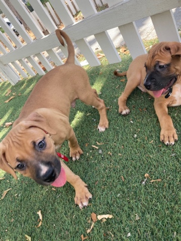 American Pit Bull Terrier – American pitbulls puppy’s