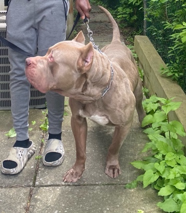 American Bulldog – American Bully XL