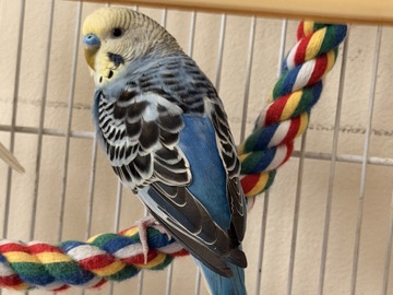 Parakeet – Beautiful parakeet – Warrensburg