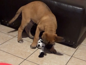 Belgian Shepherd Dog (Malinois) – puppy – San Francisco