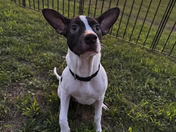 American Pit Bull Terrier – Spike - 7 month old – Indianapolis