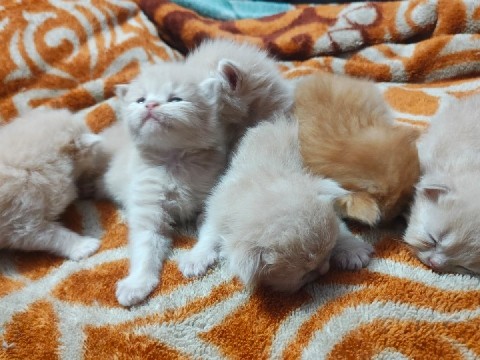 Persian (Traditional) - Triple coat persian for sell. available for adoption in New Delhi