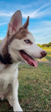 Siberian Husky – Purebreed Siberian Husky Puppy Less than 1 Year!