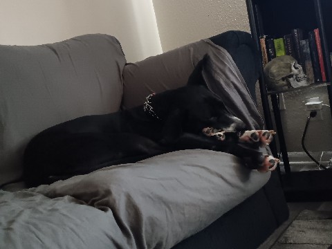 Mixed Breed – rehome – Independence