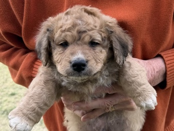 Mixed Breed – puppies looking for a spacious home – Village of Oak Creek