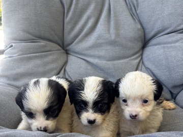 Shih Tzu – Adorable Shih Tzu mixed puppies – Taunton