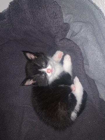 British Semi-longhair – black and white kitten
