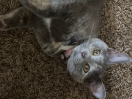 Russian Blue female kitten