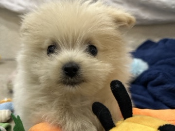Pomeranian – pblo – Weymouth
