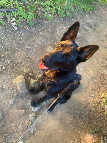 Belgian Shepherd Dog (Malinois) – Love needed