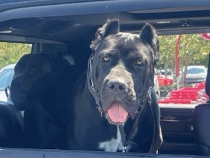Cane Corso – canecorso puppies – Ellenwood